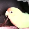 nikita_171230