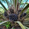 planter.asal.kepa
