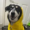bodhi.the.husky
