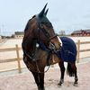 georgianequestrian