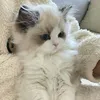 cute_tayang