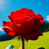 umarsiddique888