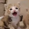 zogaaa._1