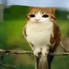 Sáng nay đi ỉa không ra cứt