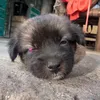 cuthetdi_camonanh