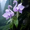 ngoisaoleloi.8789