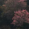 yennhii0511