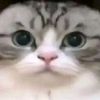 pidoor3
