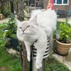 clawdiathekittycat