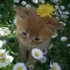 suzana.su.suzy