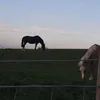 horsesandponysaremylifex