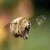 riiisquecrown2