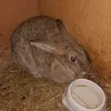 meinixnr
