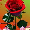 ammad7972