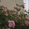 .berrybunny
