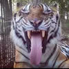 fartcat47