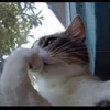 laymencat
