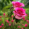 nourt.nour