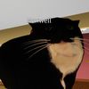 maxwellgoofyahhcat