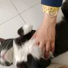 kucing_moccu_oyen