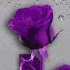 user4420106353626