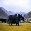 ROUTINE OF HUMLA❣️