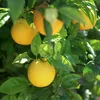 lemonsine