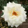 allif.islam6