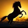 equusecho