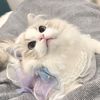 elif888_.kedi