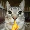 meme.kucing880