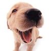 perro179.0