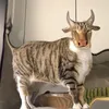 dmnhincaicc