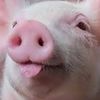 😈🐷