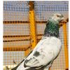 baazi_302