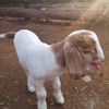 jkfarms3