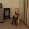 ai_n116