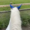 equine..ellax