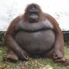 fat.orangutan6