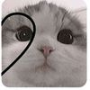 nindi_1510