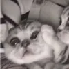 lilbabysigma