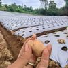petani_ghoib2