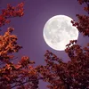 luna869894