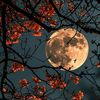 𝓒𝓱𝓪𝓷𝓭𝓻𝓪🌙