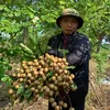 ong_lao_khoi_nghiep