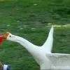 ghedangiuvaytroi