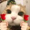 mr_baizuthanh