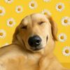 daisy.the.golden26