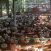 kaptan_shah_poultry_farm