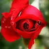 javedsingle4